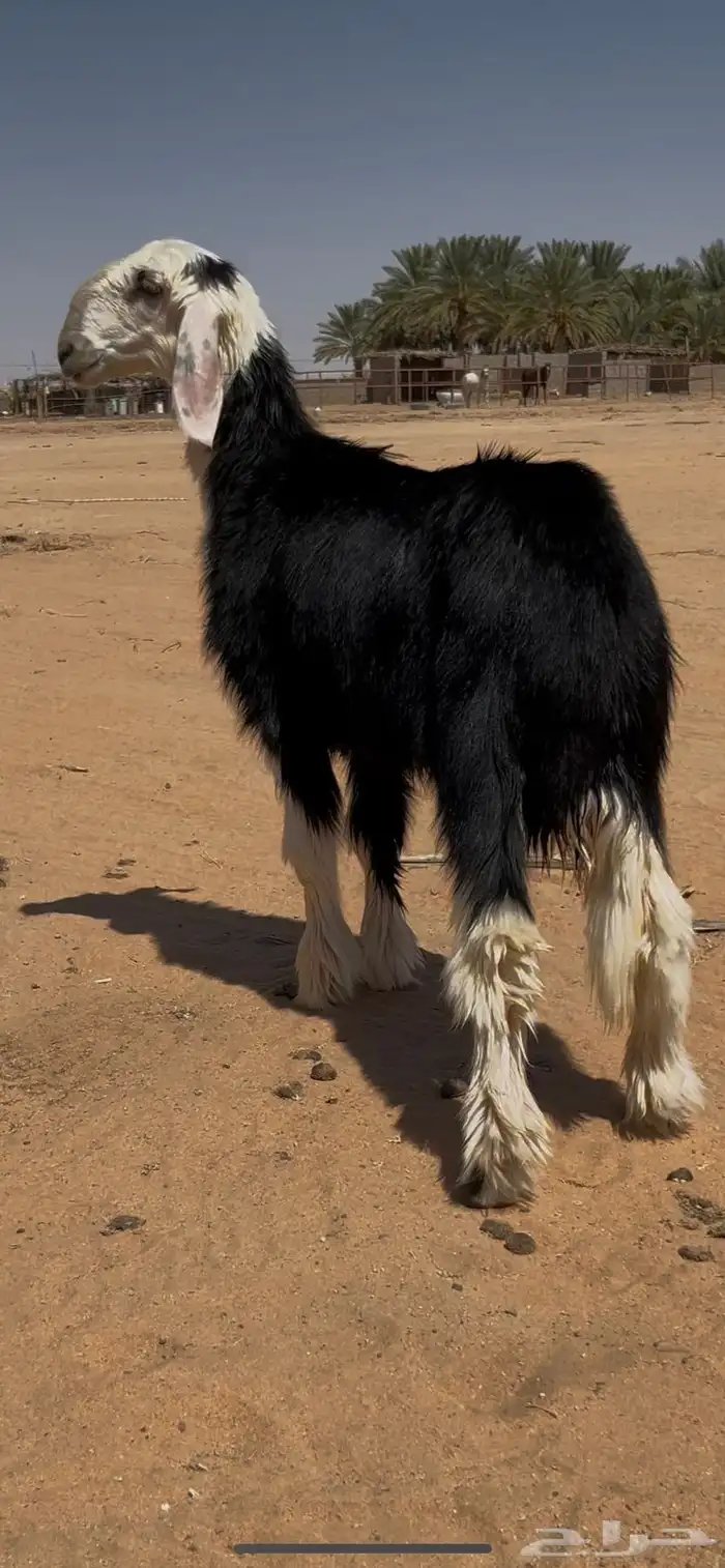 3 رخال فاخرات 3