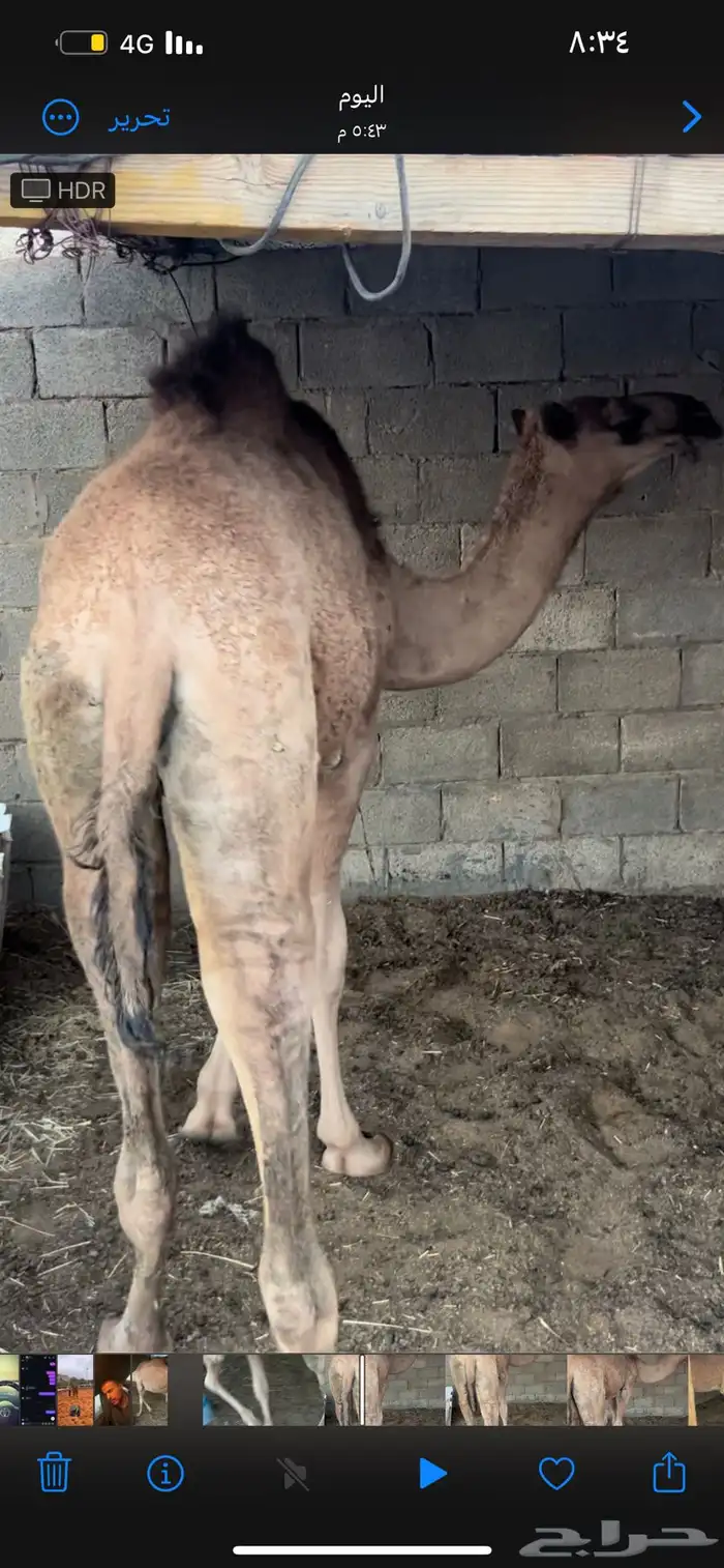 قعود وبكره 3