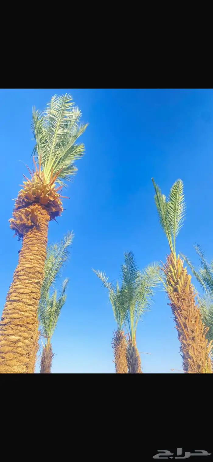 نخل 0