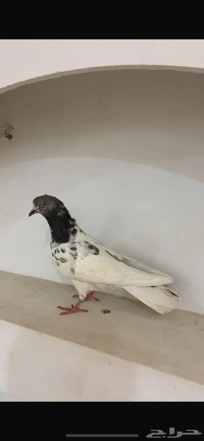 شرط زوج اذكر القلابي والأنثي بعد تقلب 1