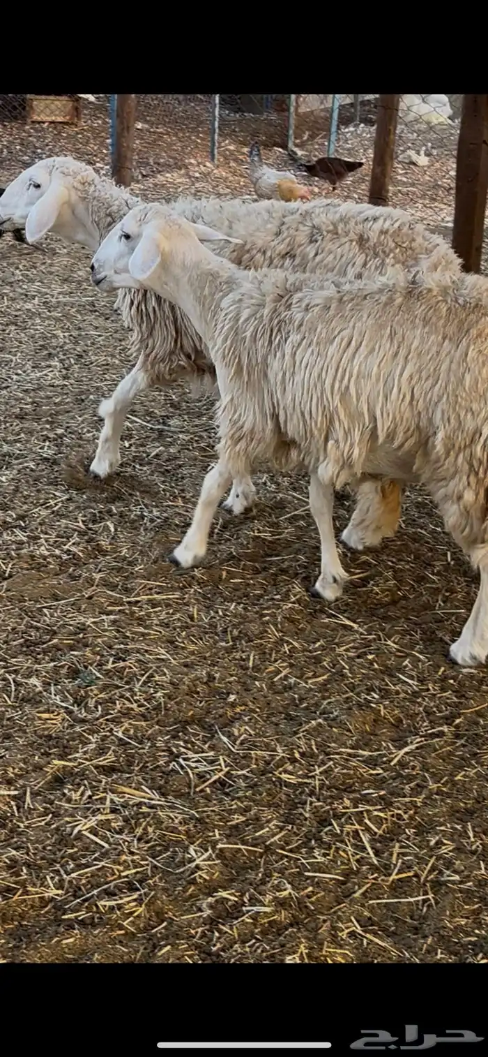 رخال طيبات بالخيل 8