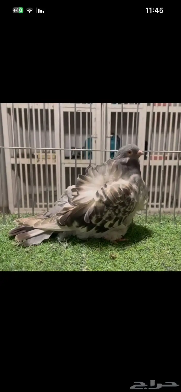 مجموعة حمام كشكش كشكي 9