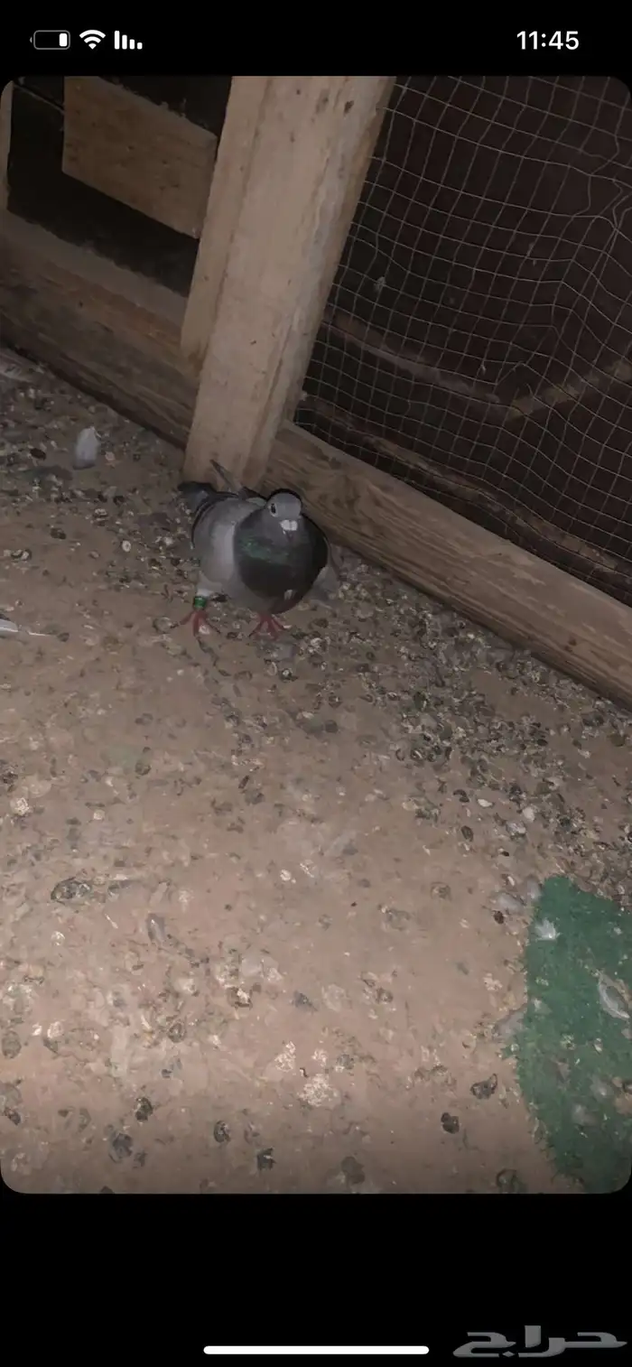 زاجل حمام 0