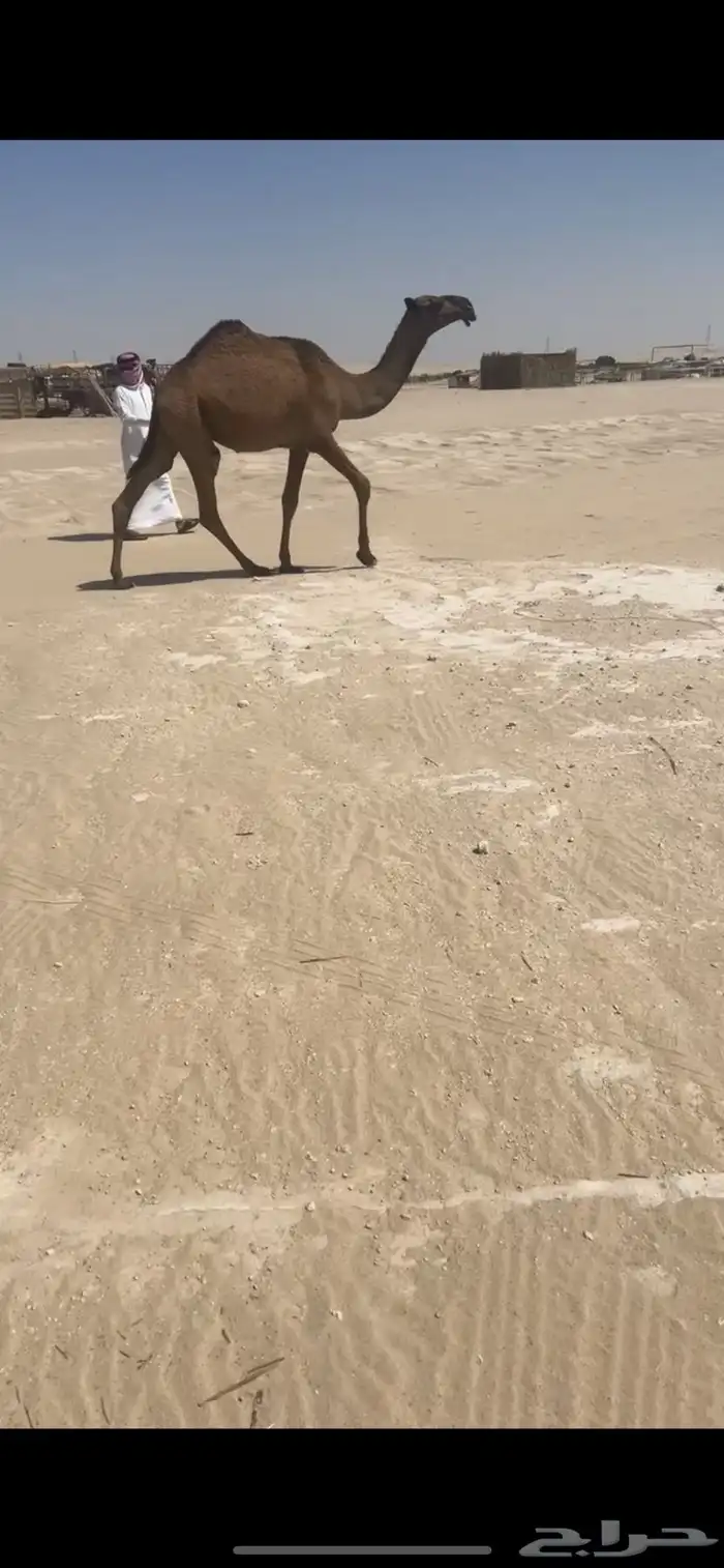 بكار خوات عبدانيات فيها باتليه الخامسه 2