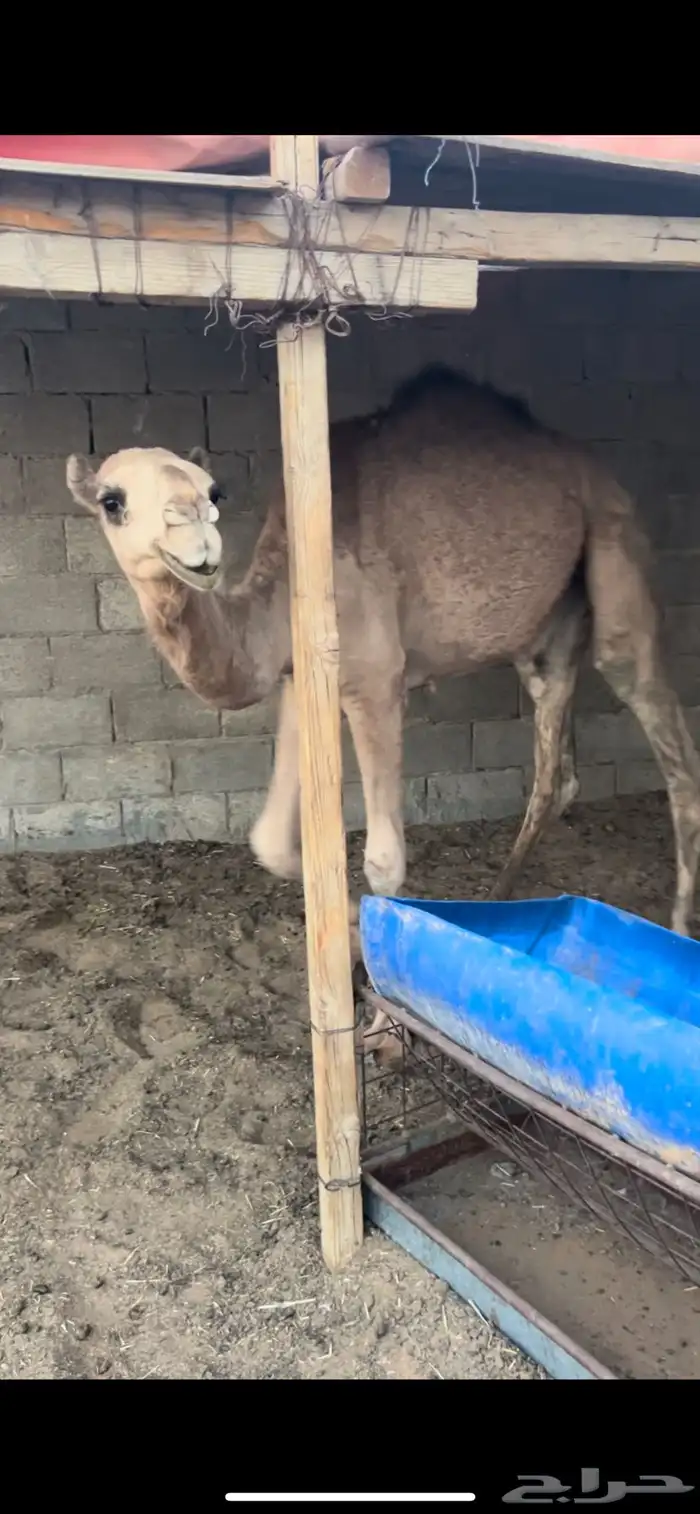 قعود وبكره 1