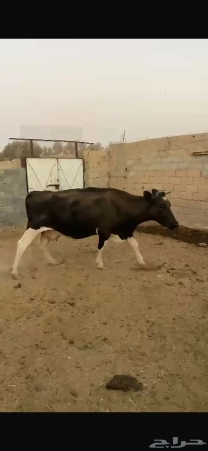 بقره هولنديه 1