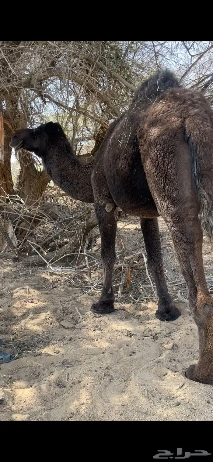 ناقه ضروبه 2