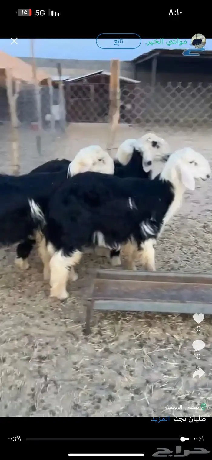 طليان نجد بيشة 0