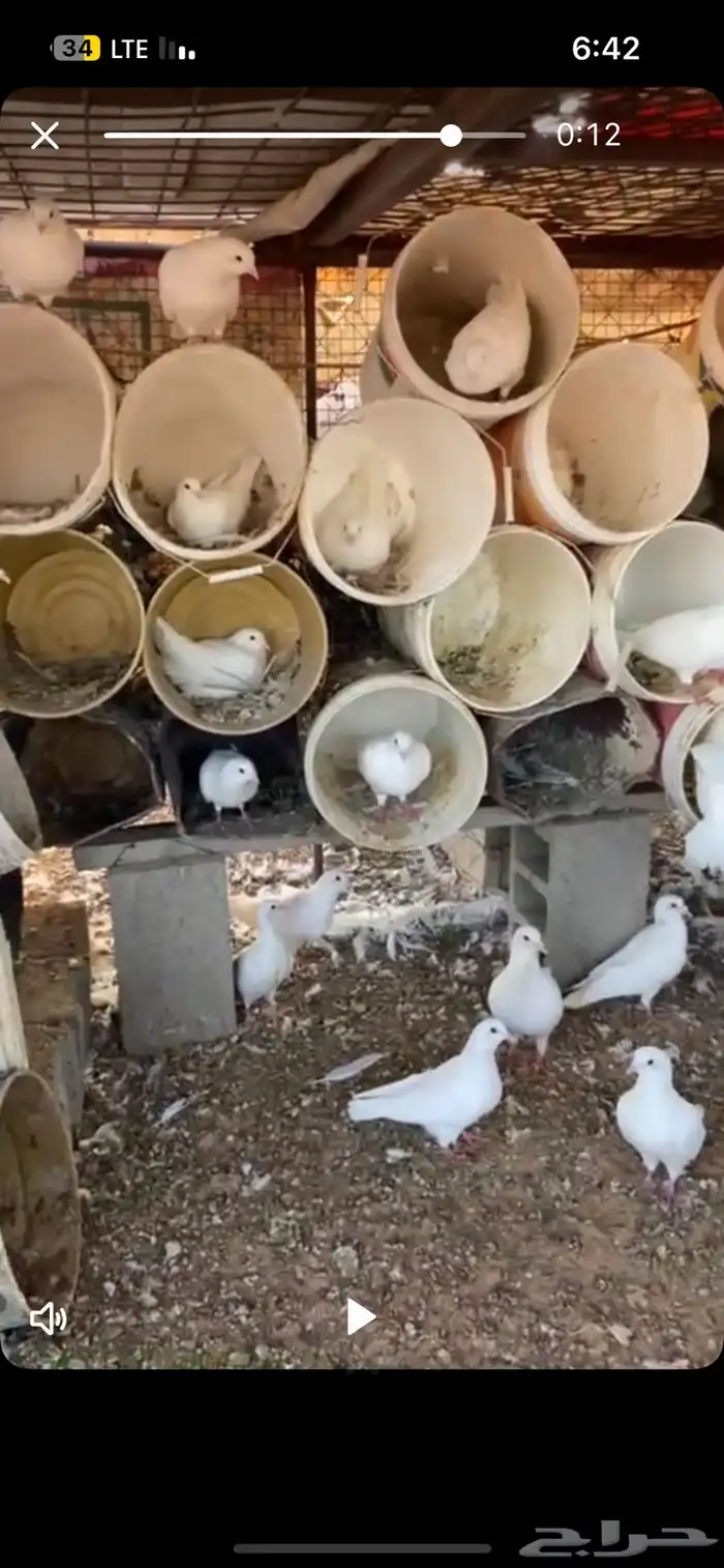 حمام فرنسي سوبر جانبو 0
