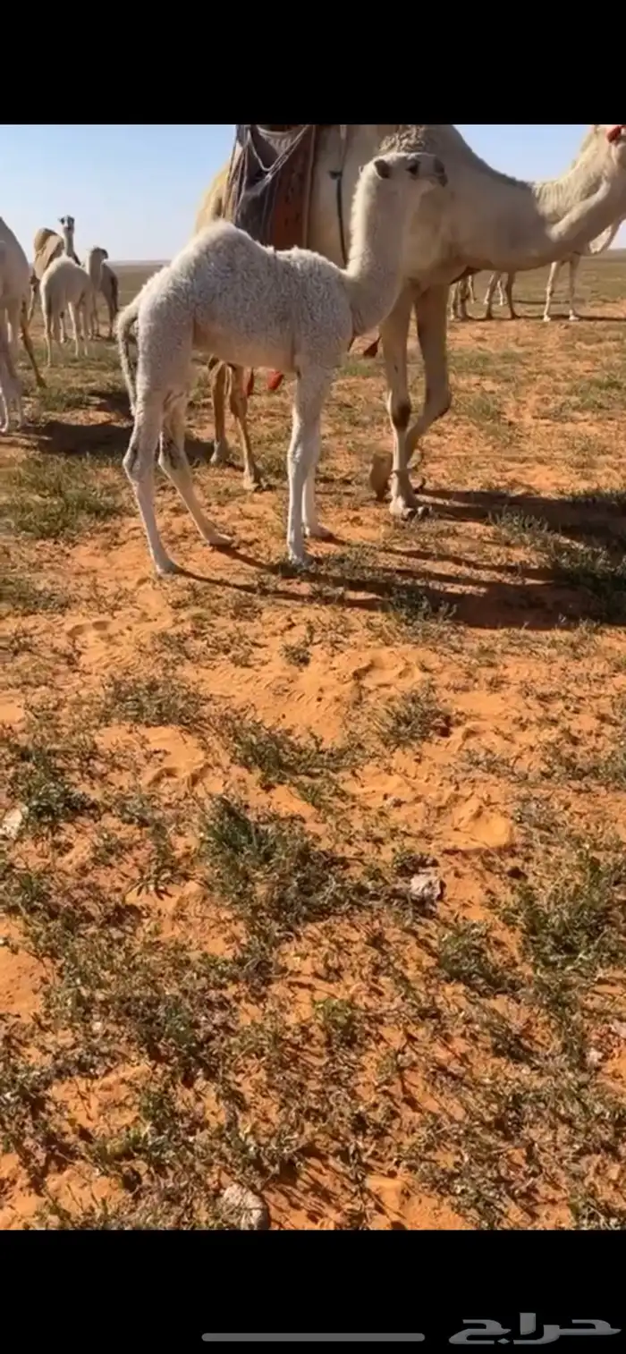 للبيع الفحل الاشقح الباتلي الكفووو 8