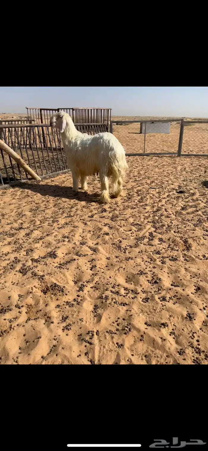 تم البيع 1