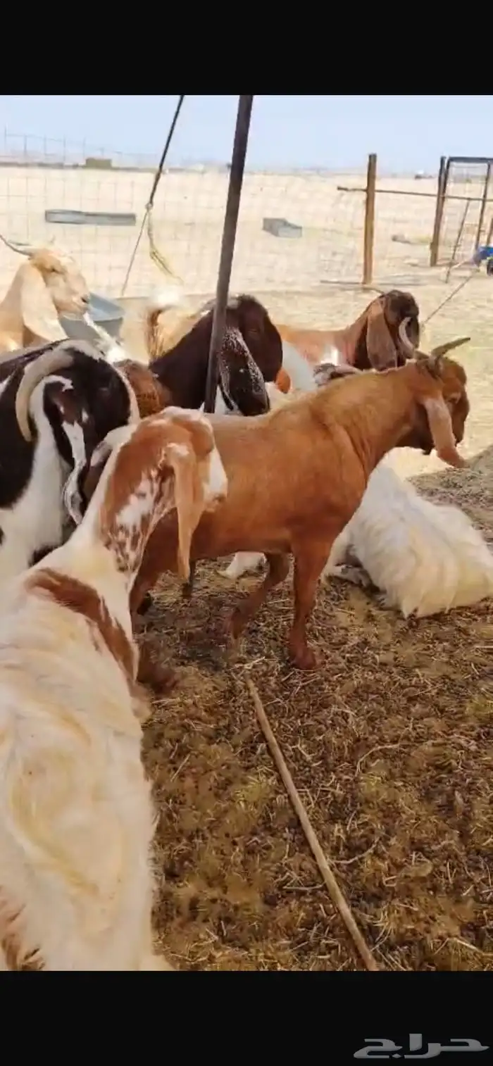 للبيع جفار مصريات نوادر دفيع 1