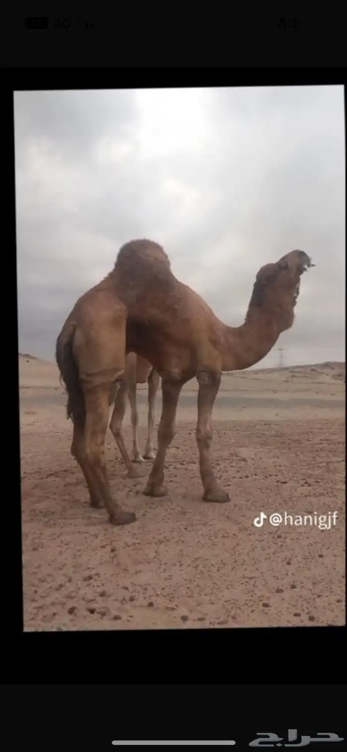 الفحل خويران داخل حق ظهر وبطن 1
