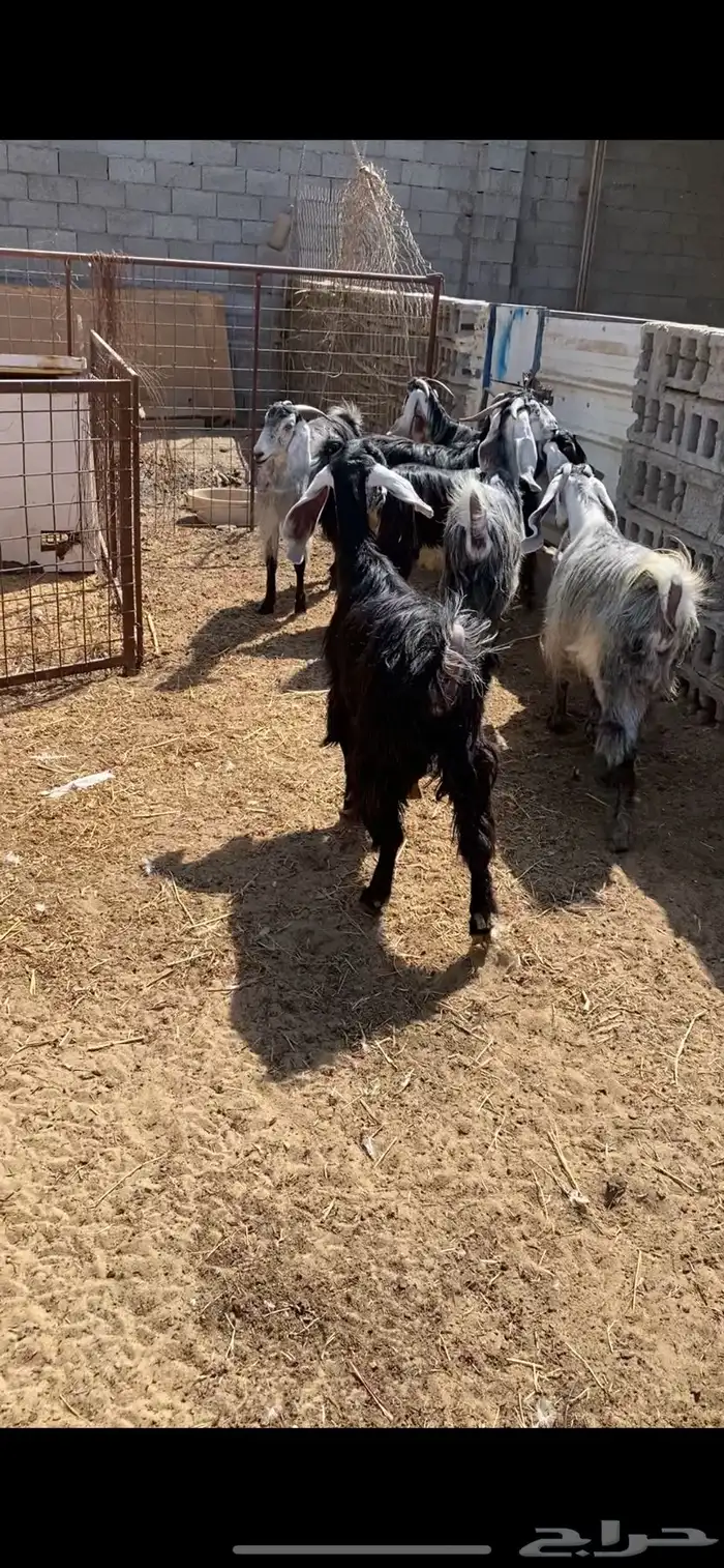 ماعز للقناي عوارض 0