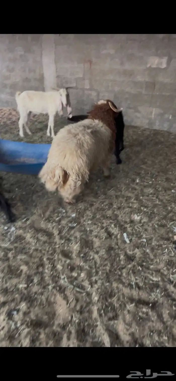 جذعان نعيم 0