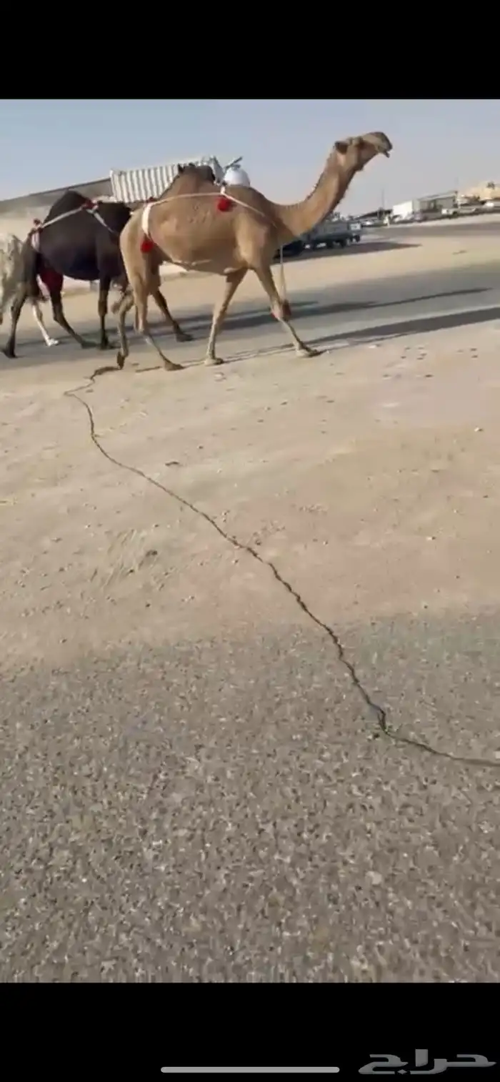 حمرا ضروبه 0