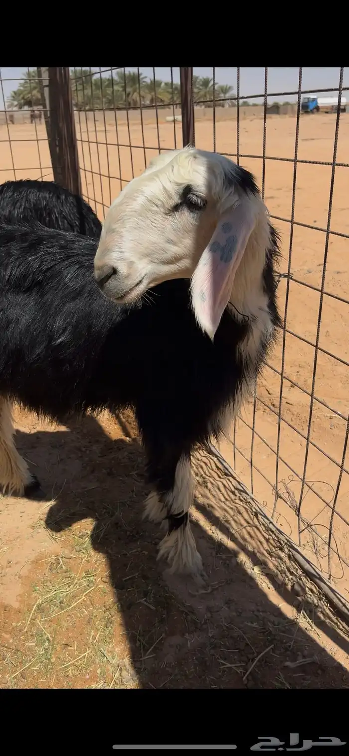 3 رخال فاخرات 4