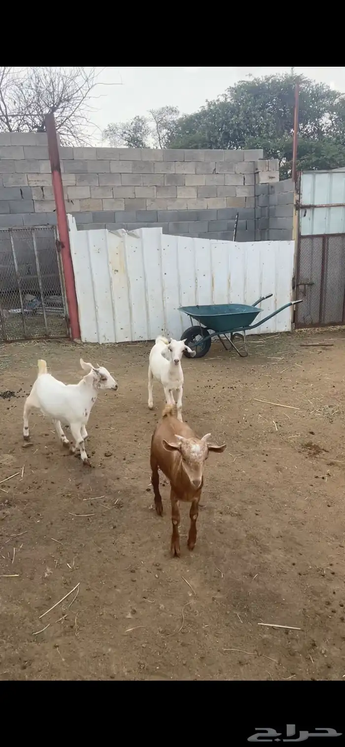 خرفان ورخال ( تم البيع) 8