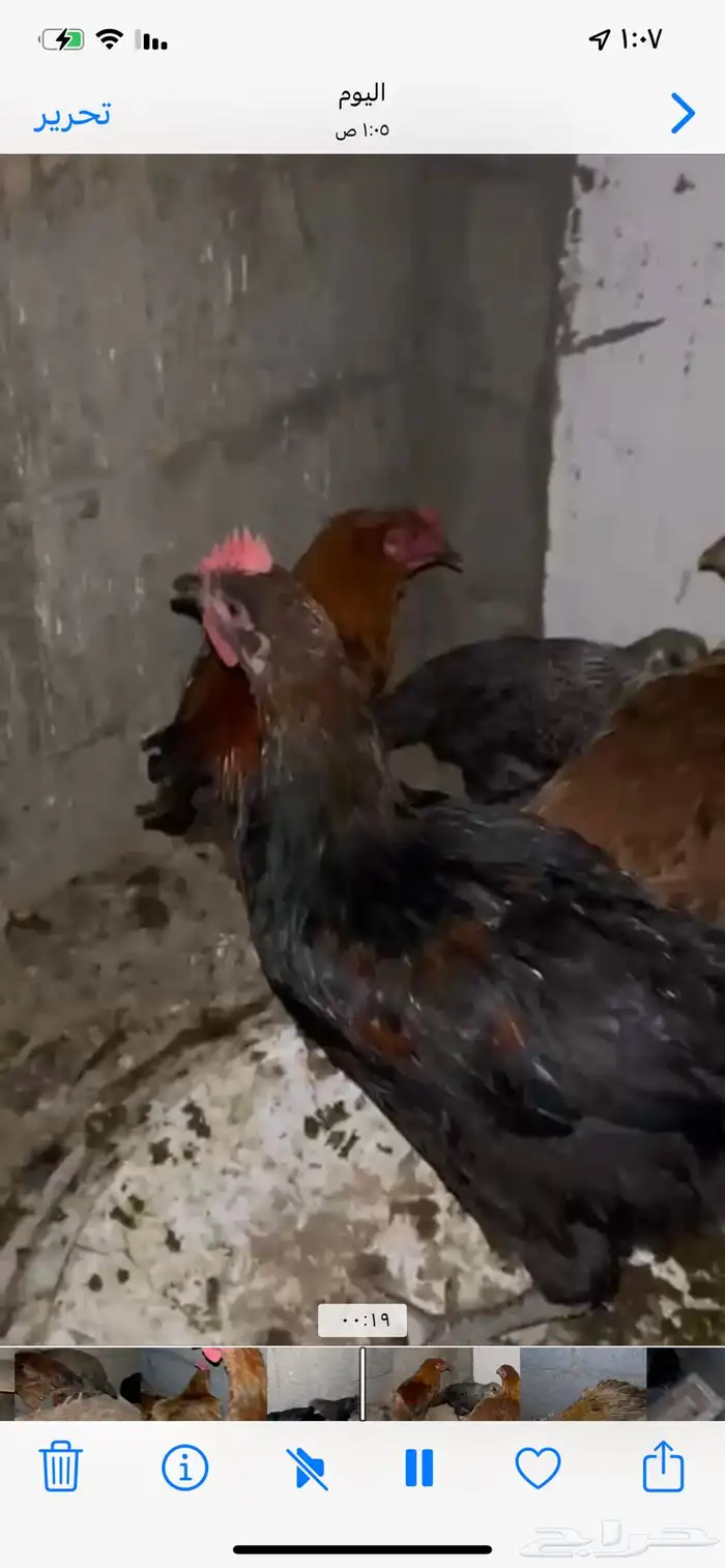 للبيع دجاج تركي بيض شرططط ونتج عندي 2