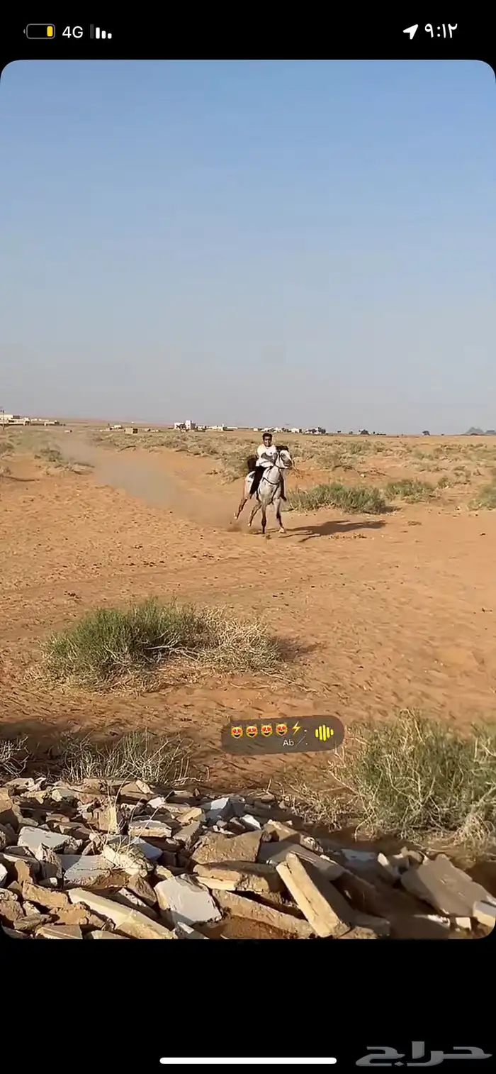 السلام عليكم عرض فرس شعبيه شيخه عمرها ثلاث باقي التفصيل خاص 3