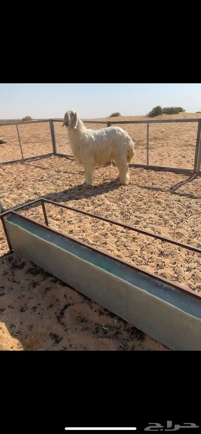 تم البيع 0