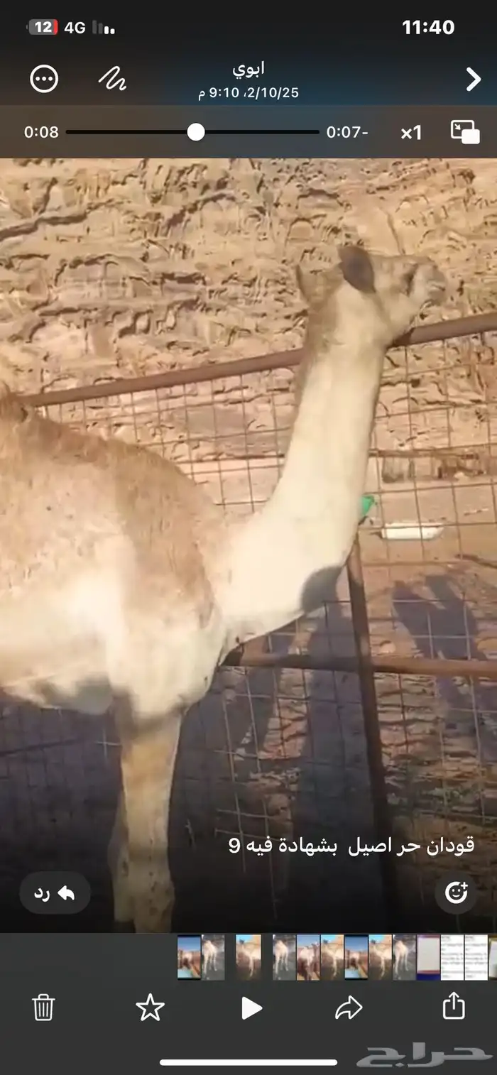 قعدان 2