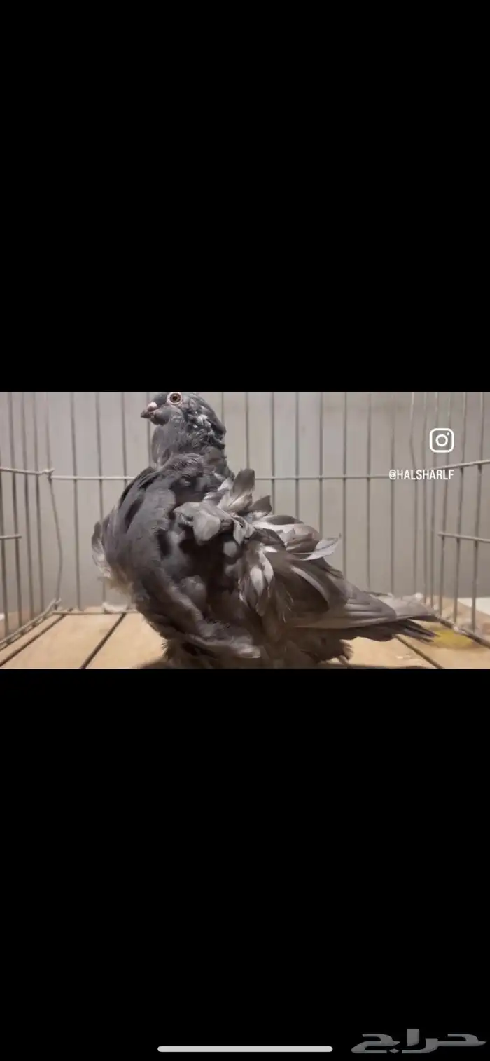 مجموعة حمام كشكش كشكي 17