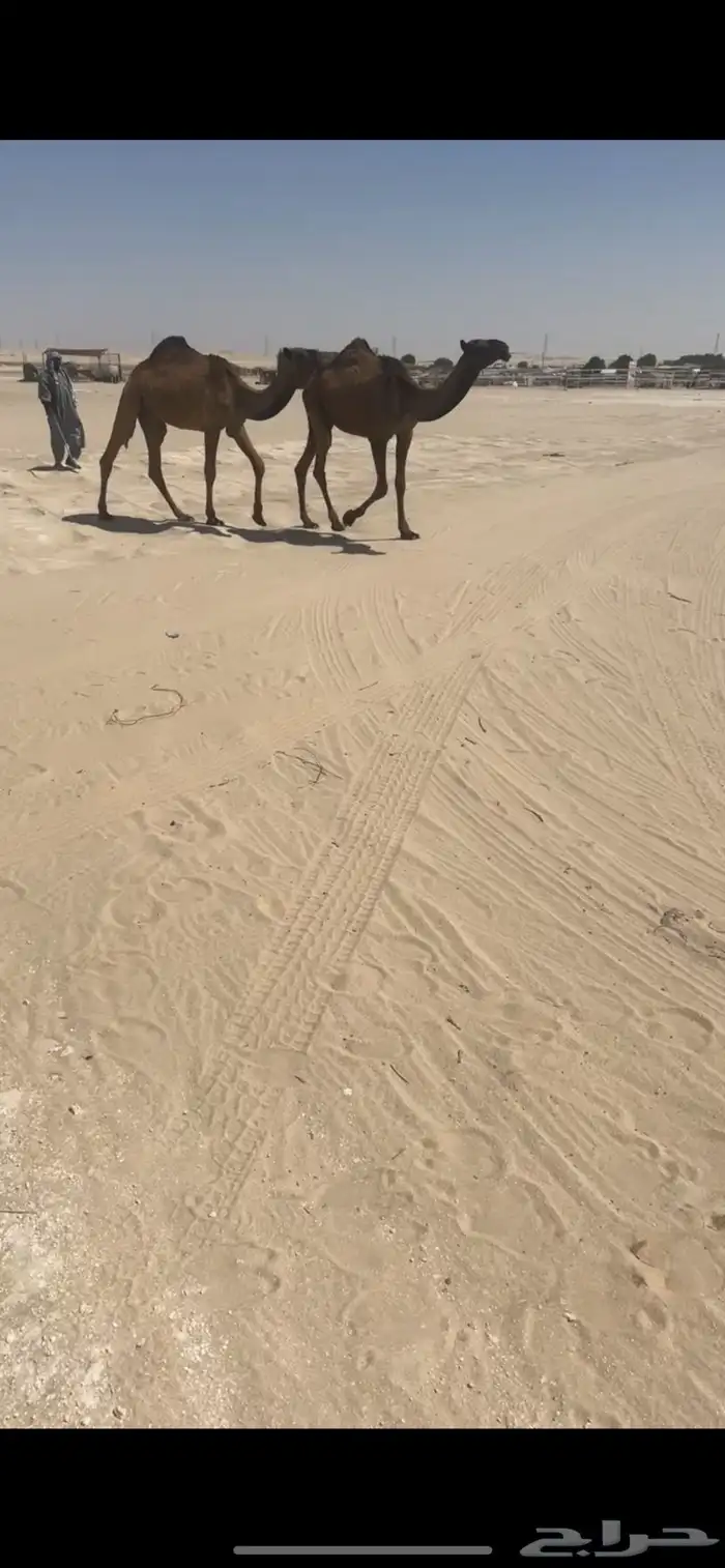 بكار خوات عبدانيات فيها باتليه الخامسه 0