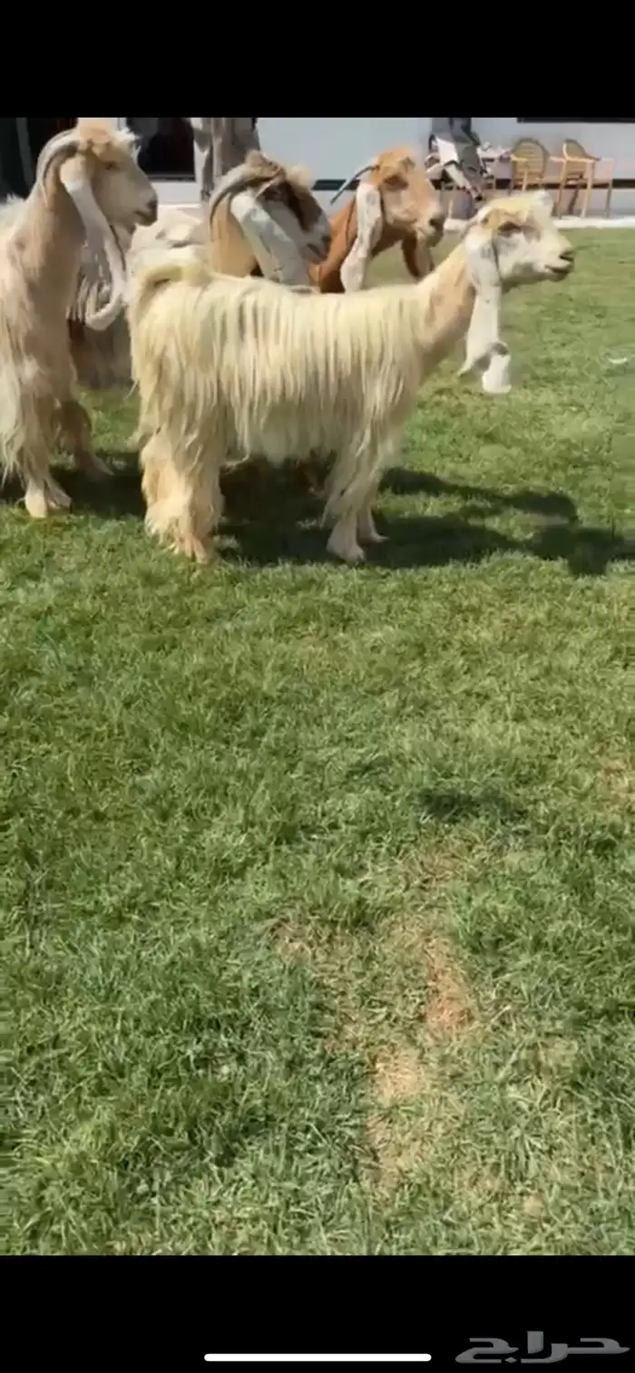 البيع معزا عوارض صفر خصم الخصم 2
