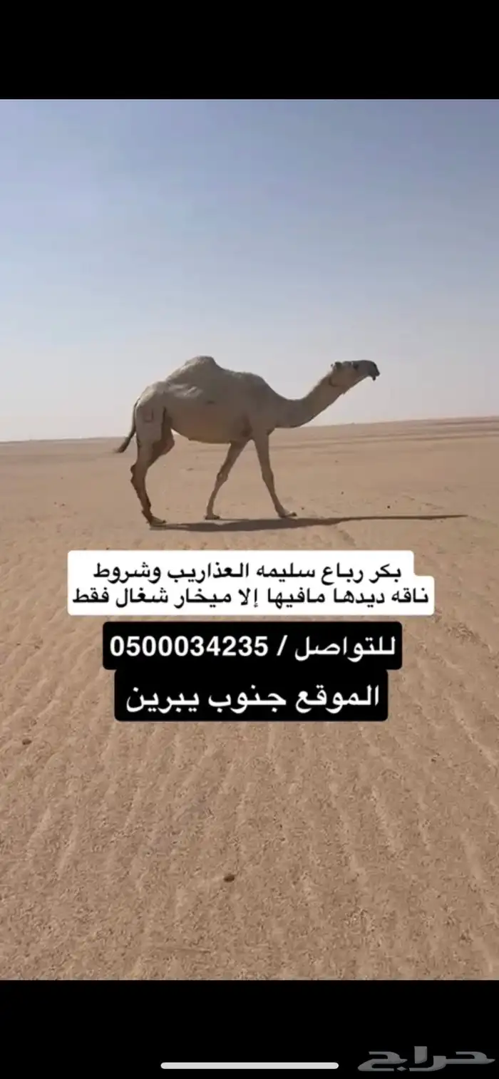 ضروبه وضحا 0