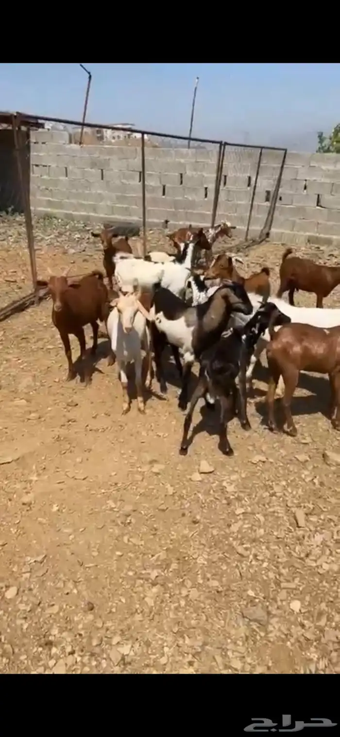 تيوس وعنقان محايل عسير 5