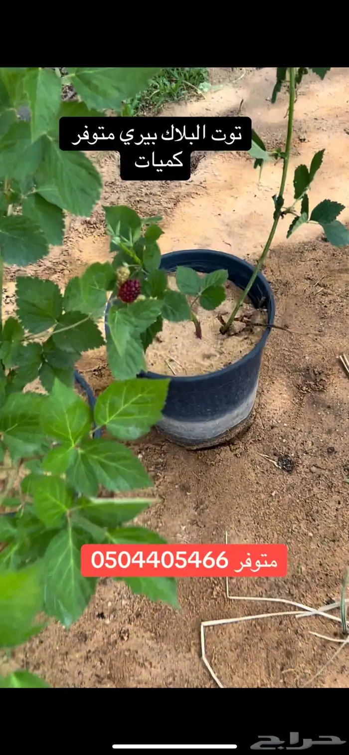 توت البلاك بيري 0