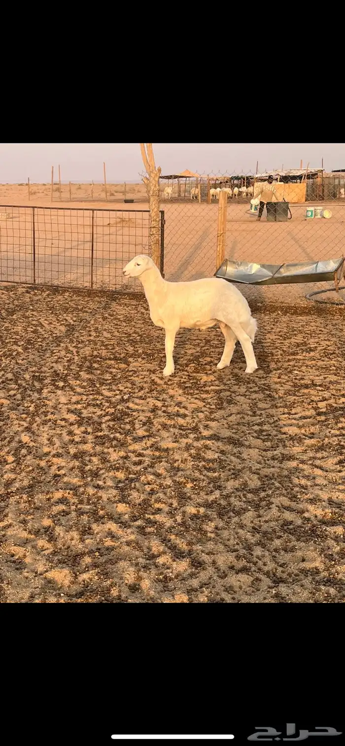 خروف حري صنف الصنف 1