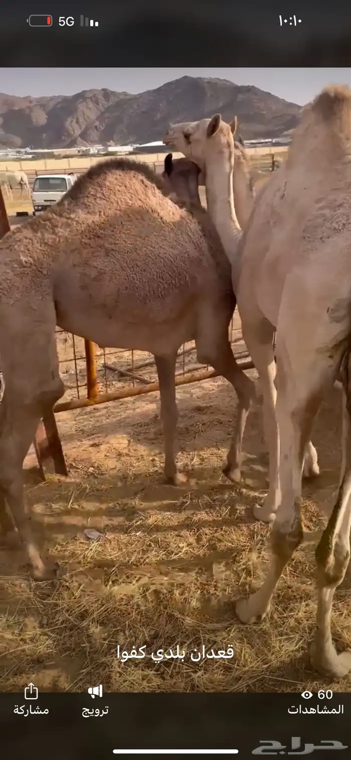 قعدن بلدي 0