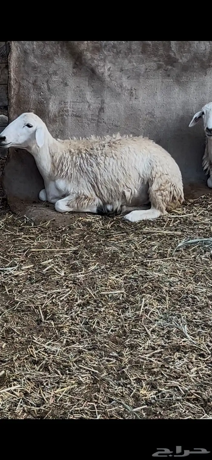 رخال طيبات بالخيل 4