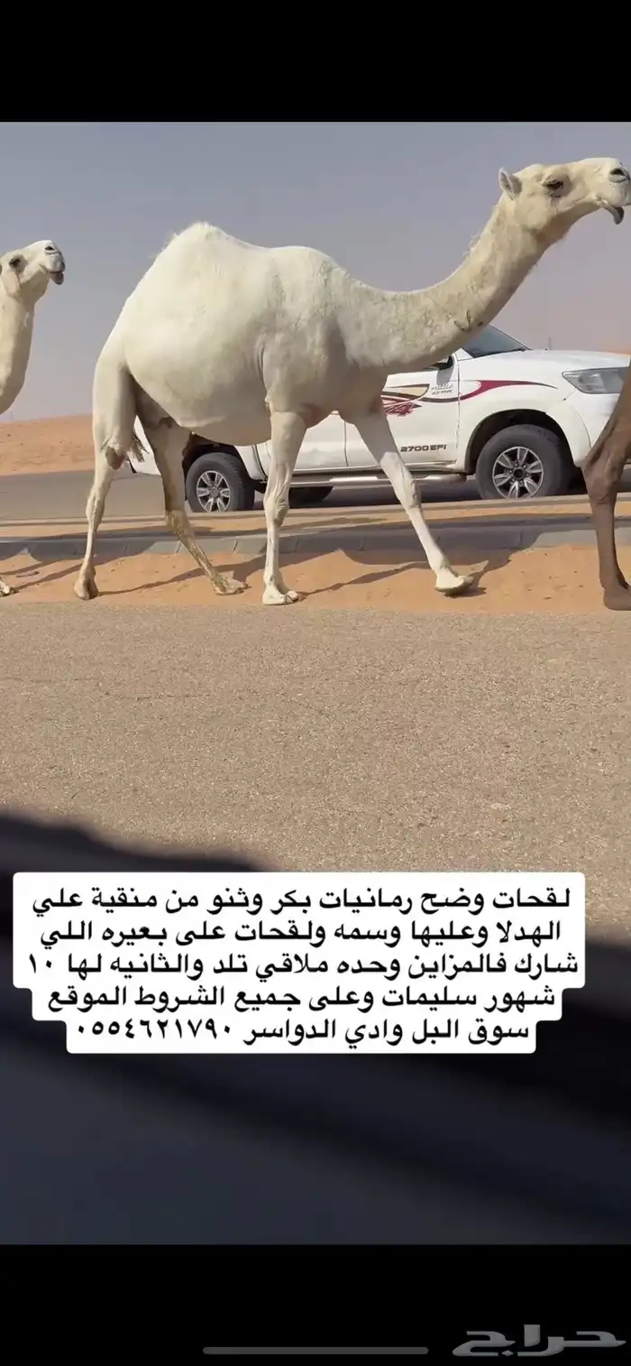 لقحات وضح من منقية الهدلا ولقحات على بعيره الي شارك بلمزاين 0