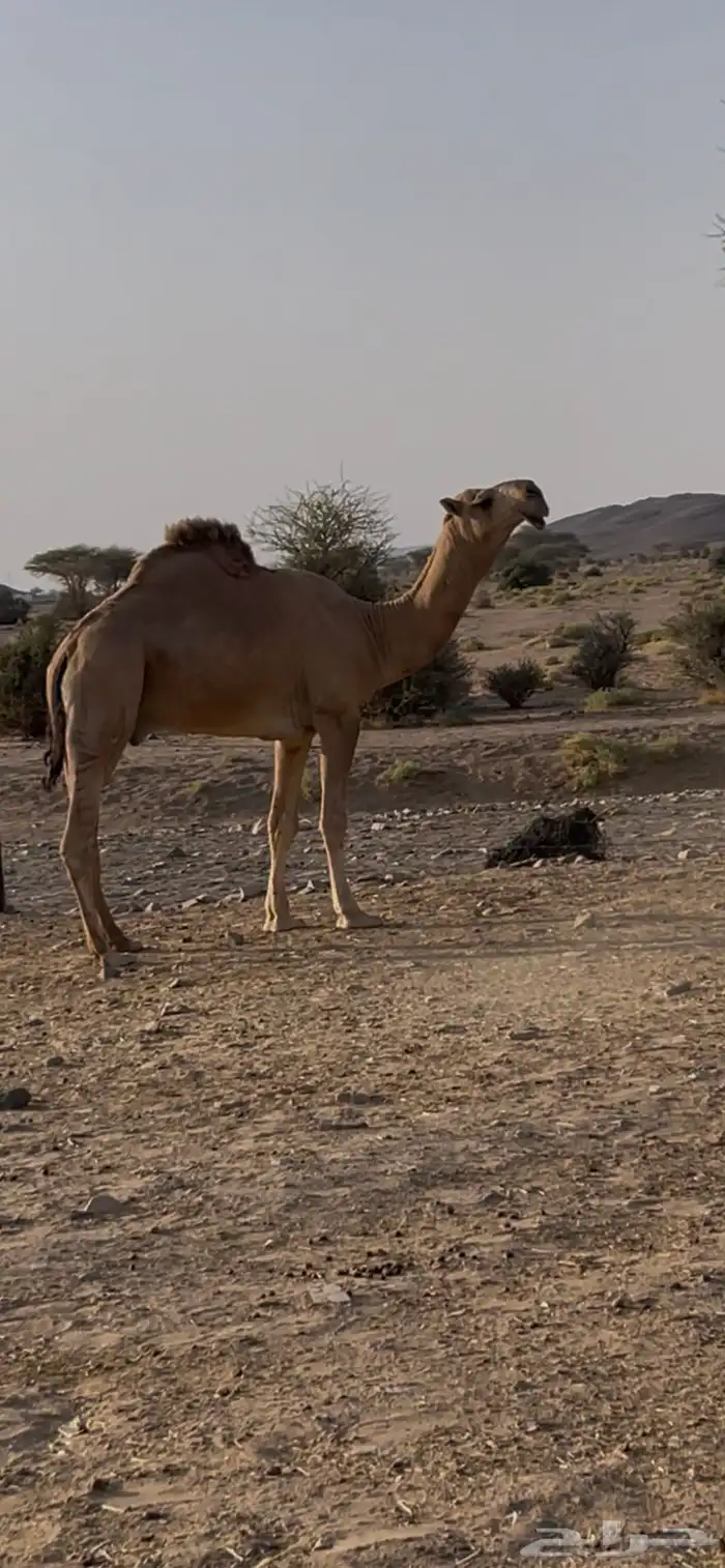 قعود فحل سنه جذع كفوو أبوه بعير شلوه وأمه ساسها قوي 0
