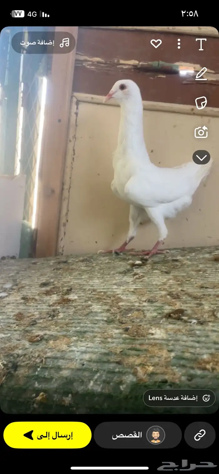 حمام مالتيز 0