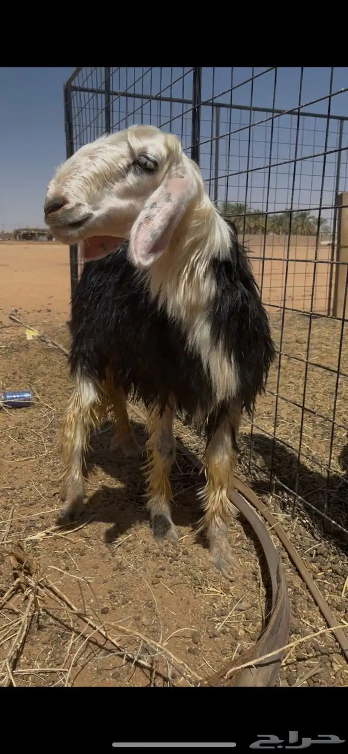 3 رخال فاخرات 7