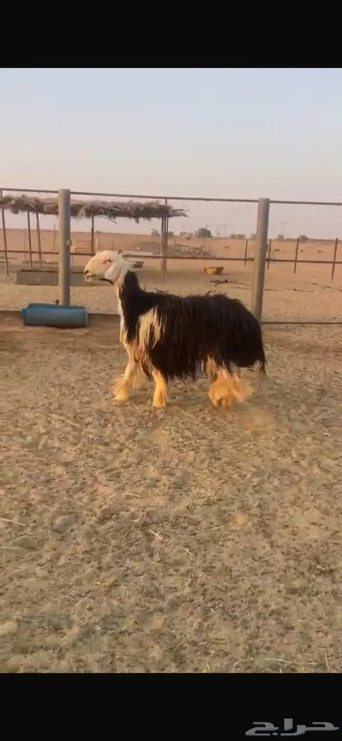 نجديه جذعه كفوو 0