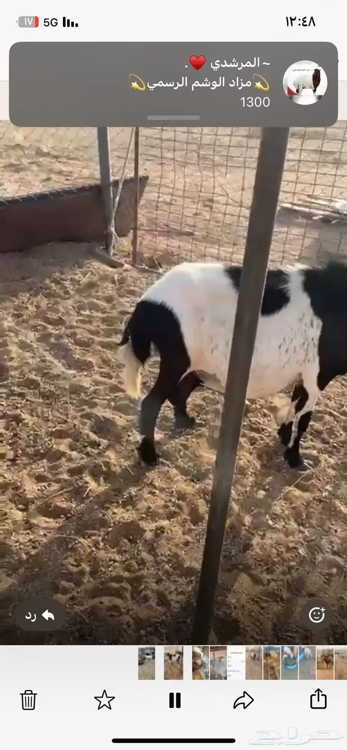 غنم حريه حاصب 2
