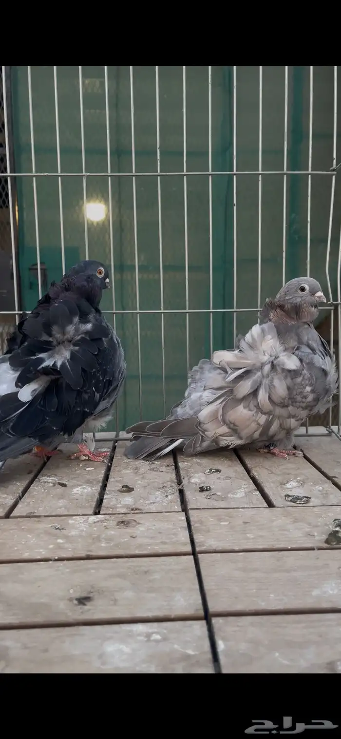مجموعة حمام كشكش كشكي 45