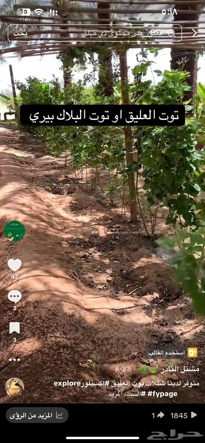 توت البلاك بيري 3