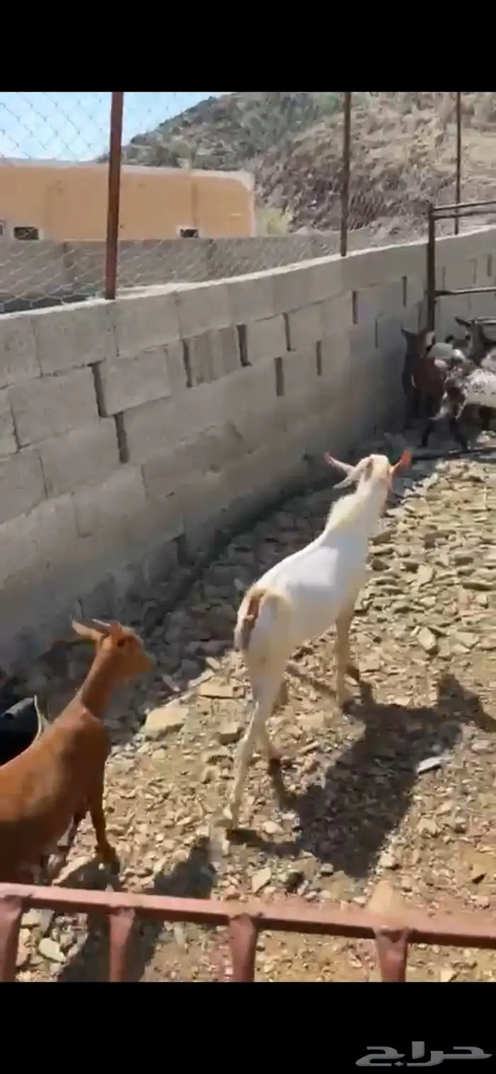 تيوس وعنقان محايل عسير 4