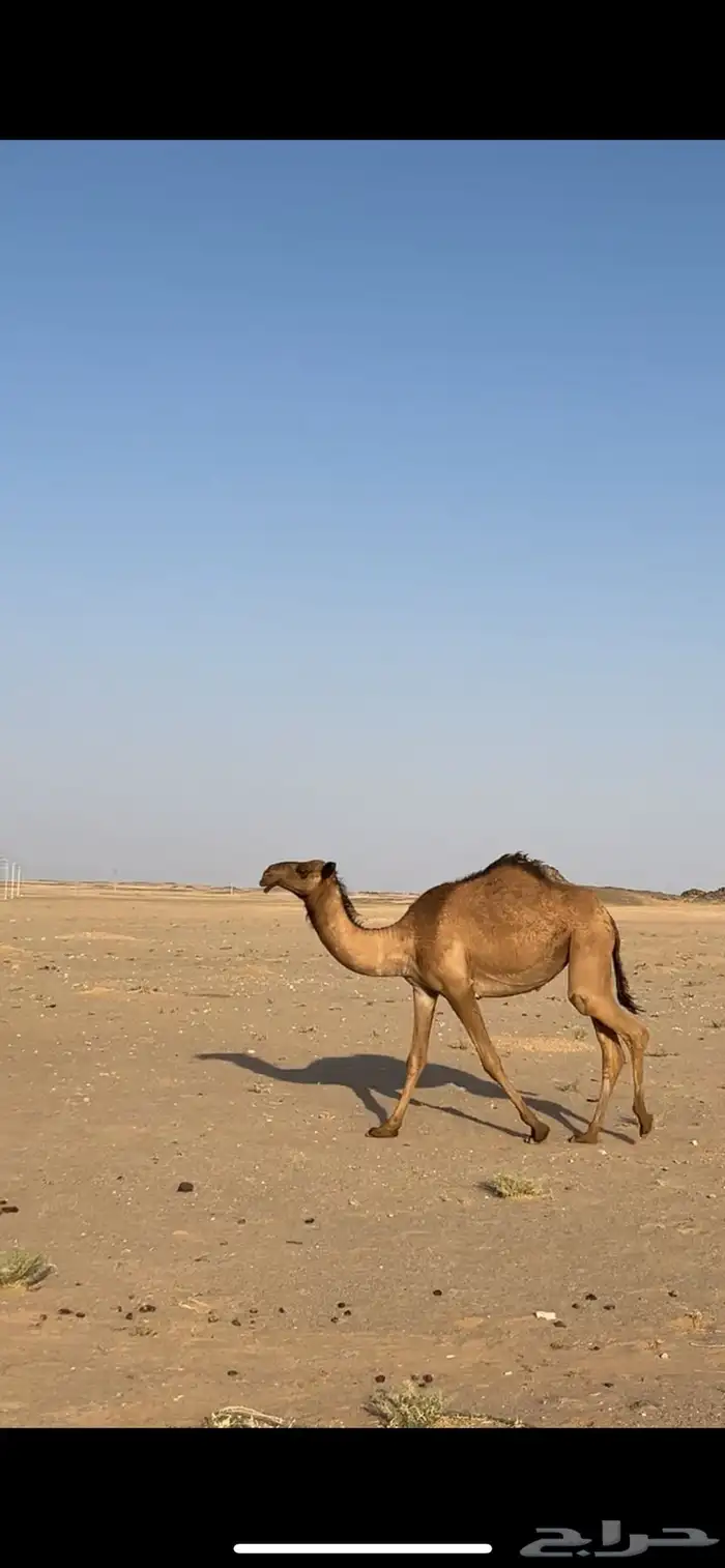 بكره طيبه للبيع 0