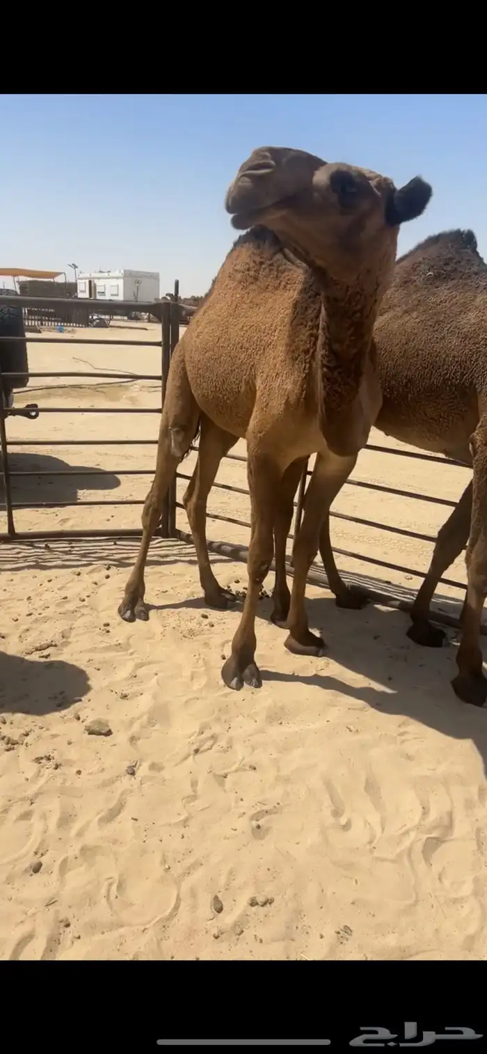 بكار خوات عبدانيات فيها باتليه الخامسه 1