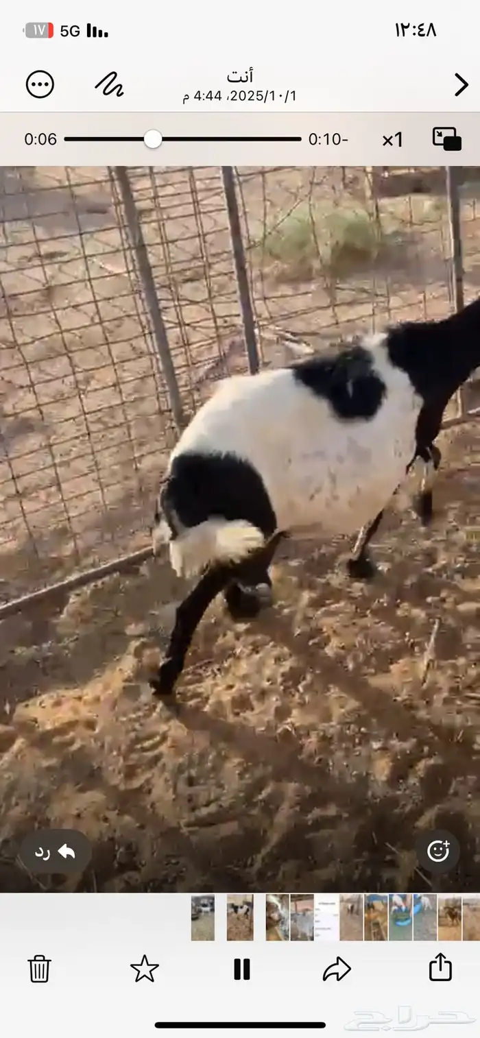 غنم حريه حاصب 0