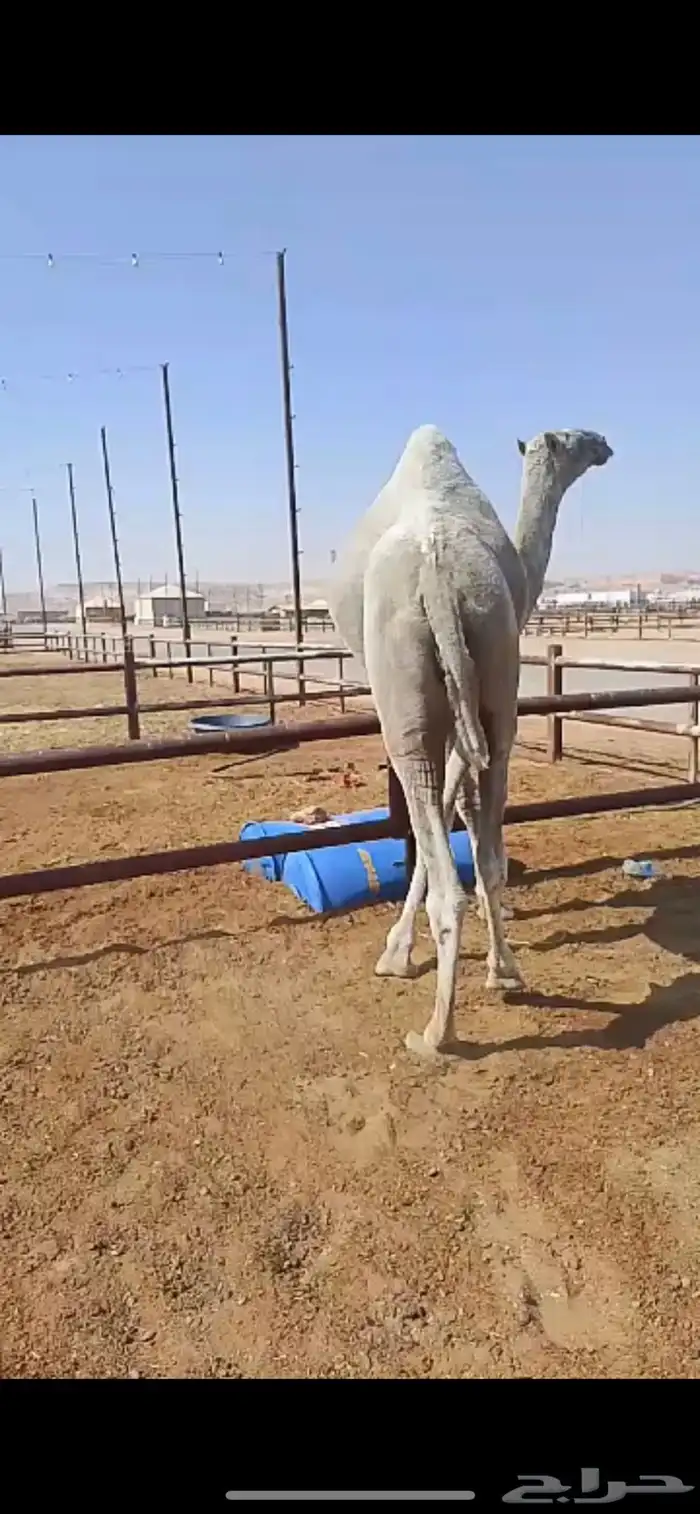 قعود حق قصب طيب 0