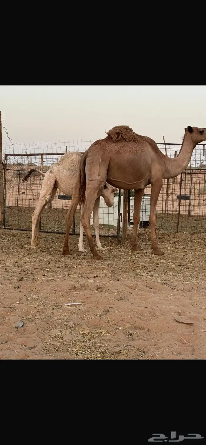 عشراء 0