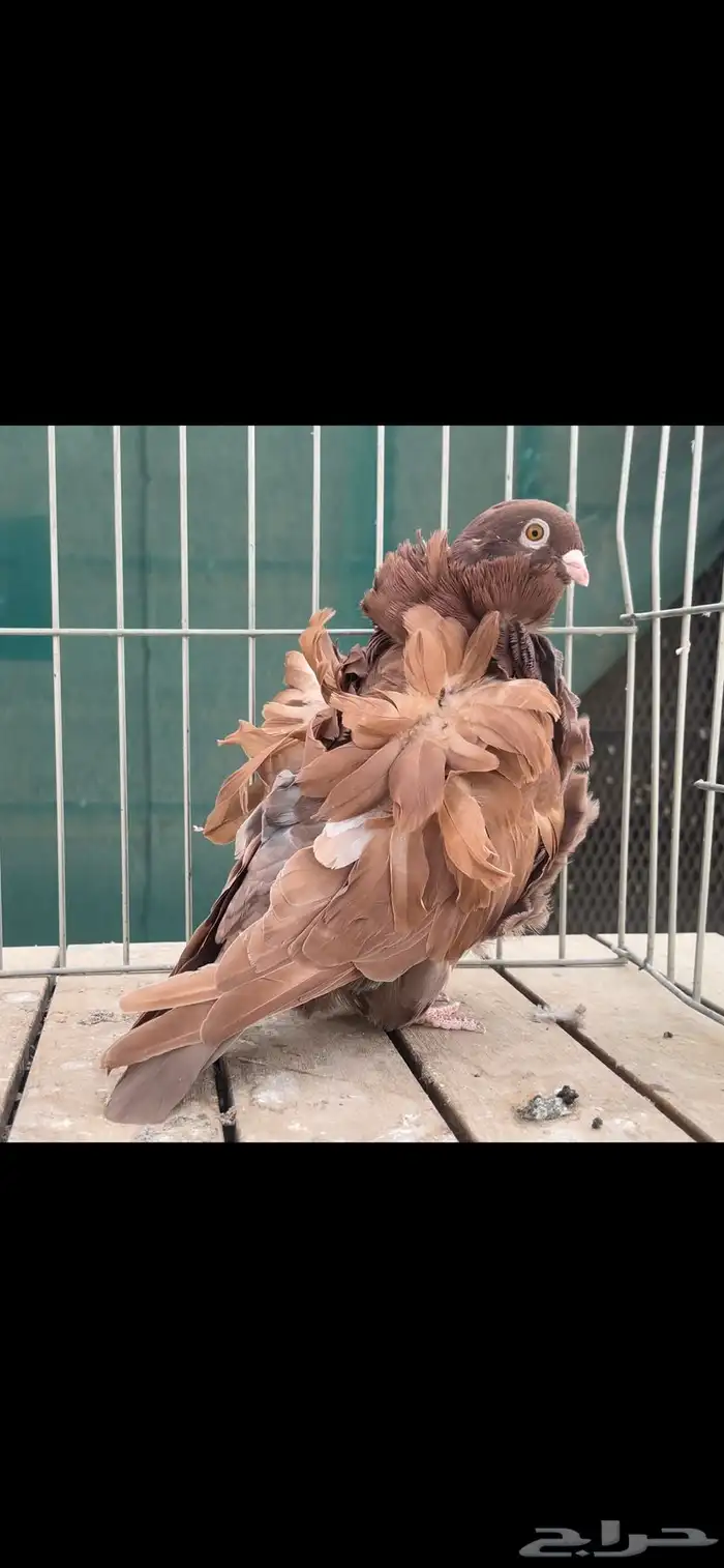 مجموعة حمام كشكش كشكي 0